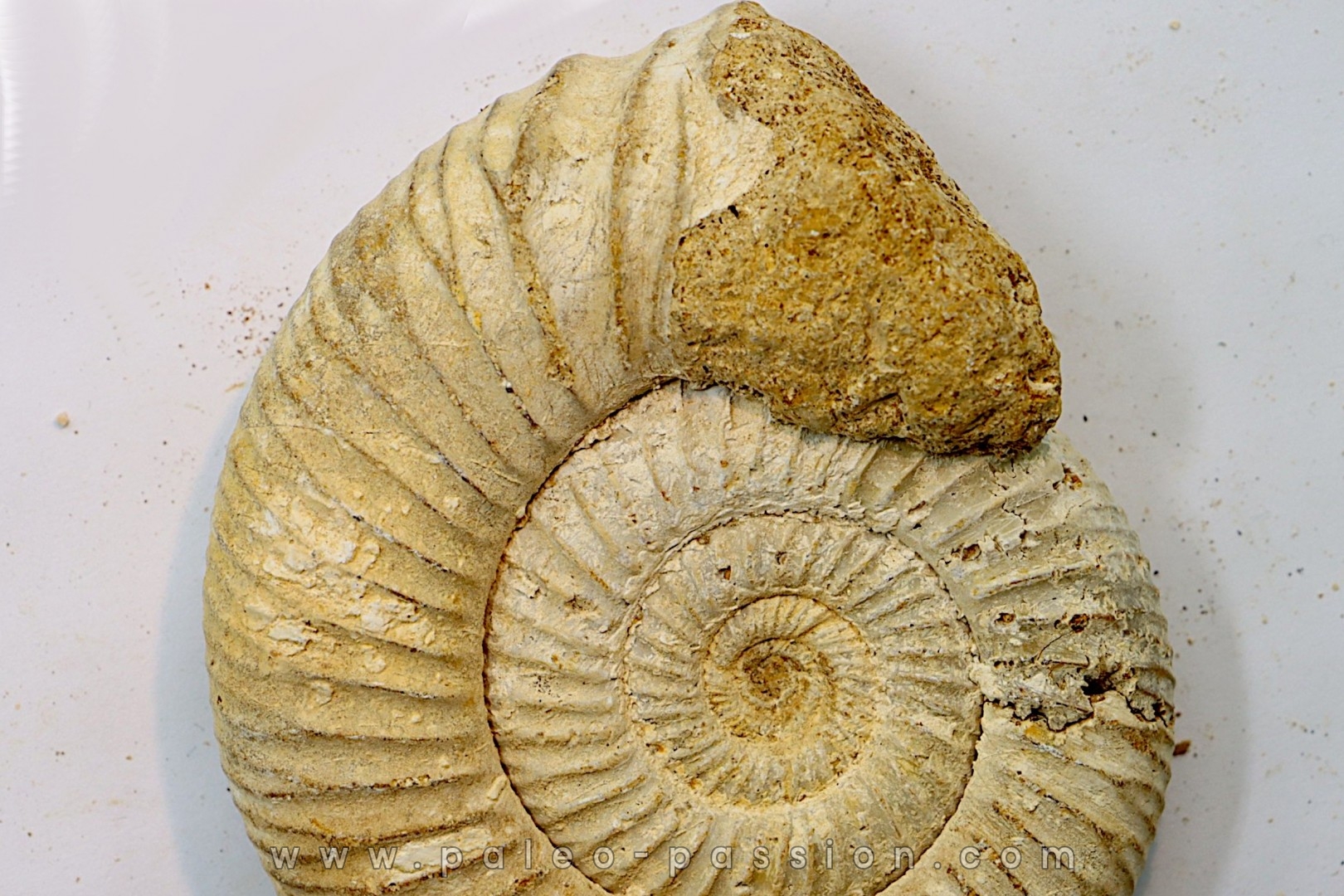 Microconque - 8 cm - KRANAOSPHINCTES (PACHYPLANULITES) RABEI - oxfordien - Madagascar