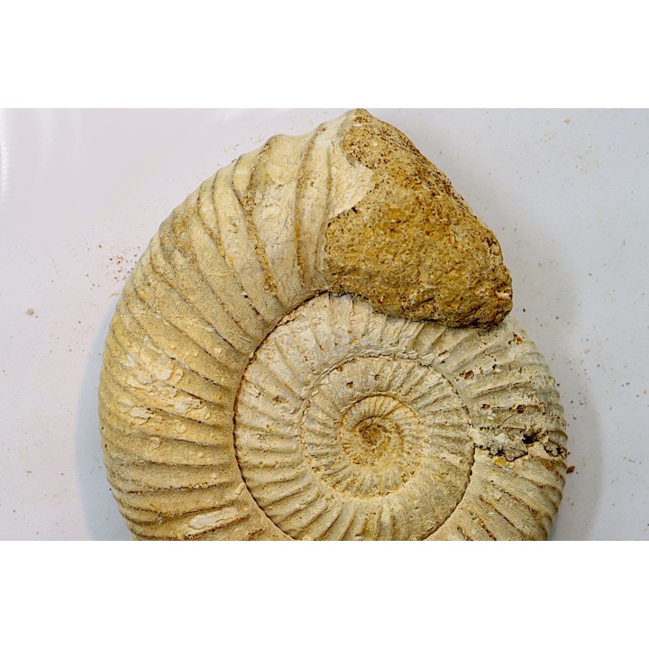 Microconque - 8 cm - KRANAOSPHINCTES (PACHYPLANULITES) RABEI - oxfordien - Madagascar