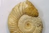 Microconque - 8 cm - KRANAOSPHINCTES (PACHYPLANULITES) RABEI - oxfordien - Madagascar