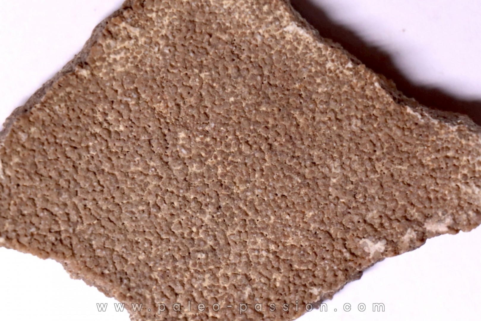 dinosaur titanosaur saltasaurus egg shell