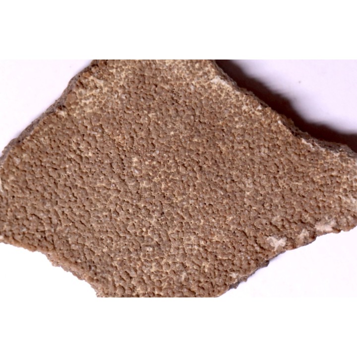 dinosaur titanosaur saltasaurus egg shell