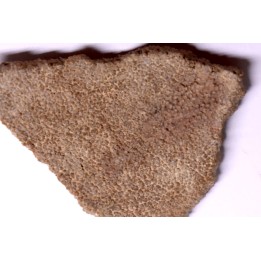 dinosaur titanosaur saltasaurus egg shell