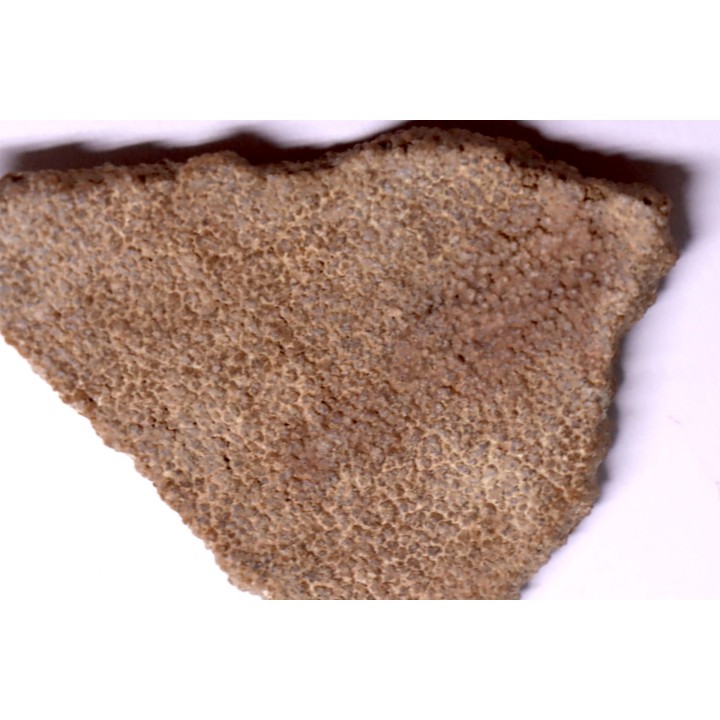 coquille d œuf de dinosaure TITANOSAURE: SALTASAURUS