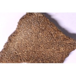 dinosaur titanosaur saltasaurus egg shell
