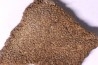 coquille d œuf de dinosaure TITANOSAURE: SALTASAURUS