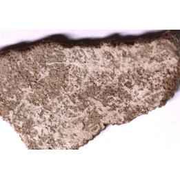coquille d œuf de dinosaure TITANOSAURE: SALTASAURUS