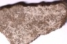coquille d œuf de dinosaure TITANOSAURE: SALTASAURUS