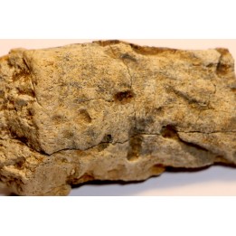 Dinosaure: fragment de collerette de TRICERATOPS HORRIDUS - Hell Creek  Fmt - crétacé sup. - Glendive County, Montana
