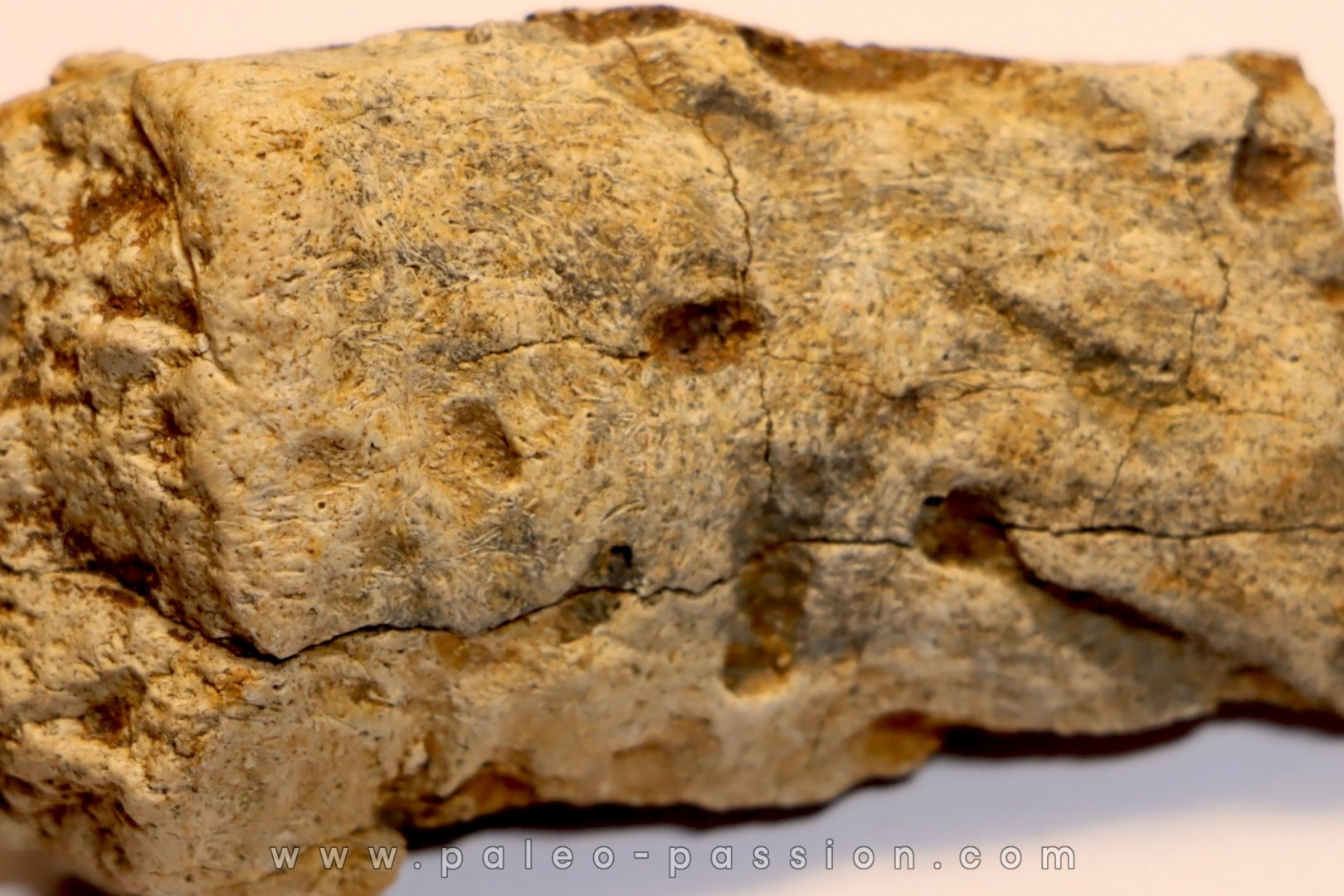 dinosaure freak: TRICERATOPS HORRIDUS