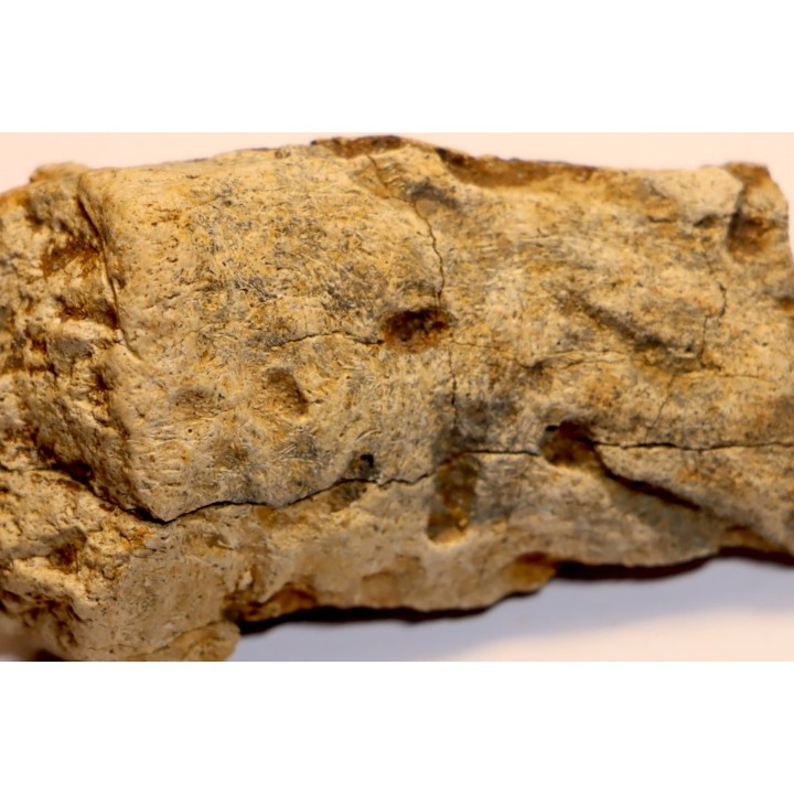 dinosaure freak: TRICERATOPS HORRIDUS