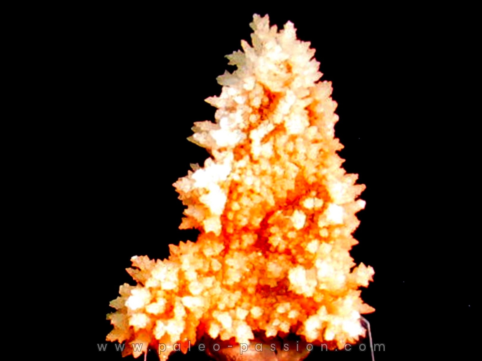 Calcite // cep de vigne // Sainte Marie aux Mines