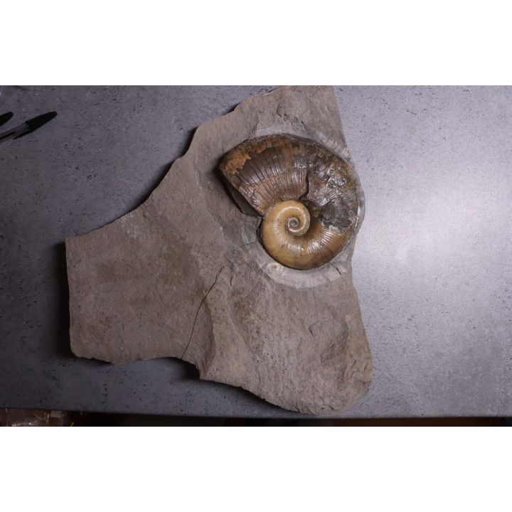 Lytoceras siemensis (Denckmann)  toarcien inferieur  Brannschweig, Allemagne