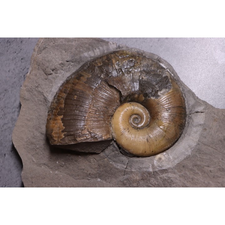 Lytoceras siemensis (Denckmann)  lower toarcian   Brannschweig, Germany