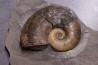 Lytoceras siemensis (Denckmann)  toarcien inferieur  Brannschweig, Allemagne
