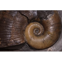 Lytoceras siemensis (Denckmann)  lower toarcian   Brannschweig, Germany