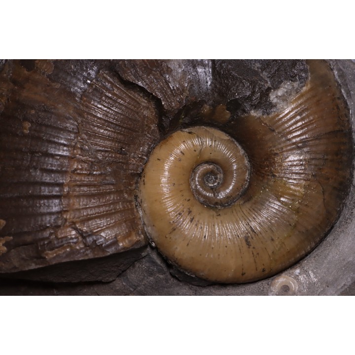 Lytoceras siemensis (Denckmann)  lower toarcian   Brannschweig, Germany