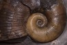 Lytoceras siemensis (Denckmann)  toarcien inferieur  Brannschweig, Allemagne