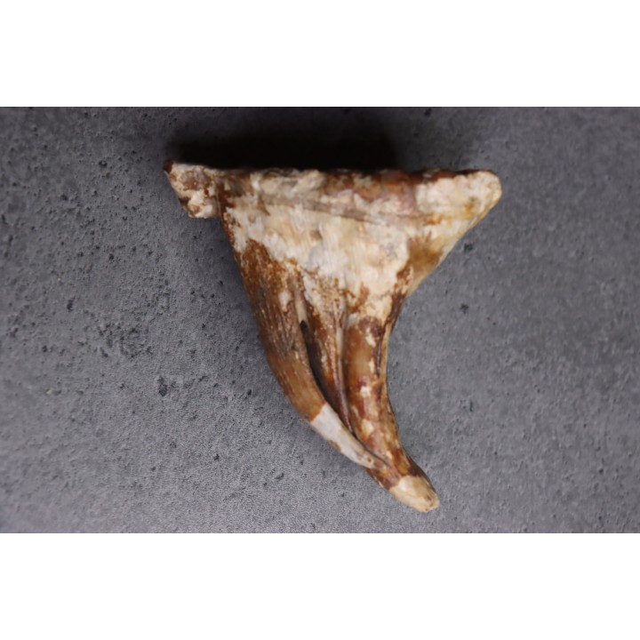 DENT DE MAMMOUTH:  Mammuthus primigenius - Pléistocène   Mer du Nord