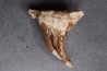 MAMMOTH TOOTH: Mammuthus primigenius - Pléistocène - North sea