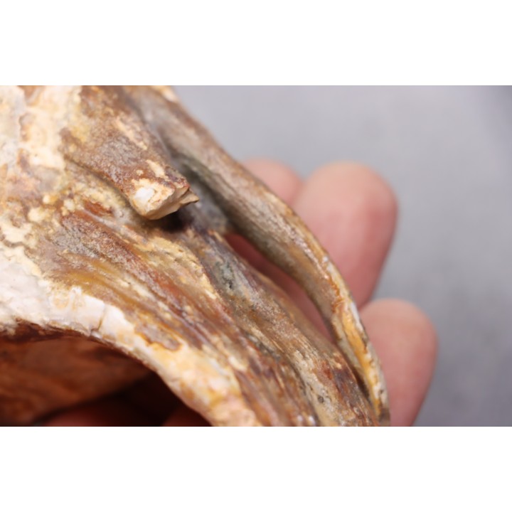 MAMMOTH TOOTH:  Mammuthus primigenius -  Pléistocène - North sea