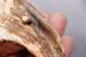 MAMMOTH TOOTH: Mammuthus primigenius - Pléistocène - North sea
