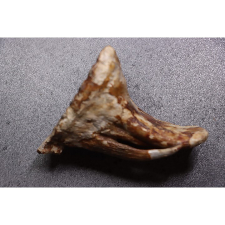 DENT DE MAMMOUTH:  Mammuthus primigenius - Pléistocène   Mer du Nord