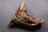 DENT DE MAMMOUTH:  Mammuthus primigenius - Pléistocène   Mer du Nord
