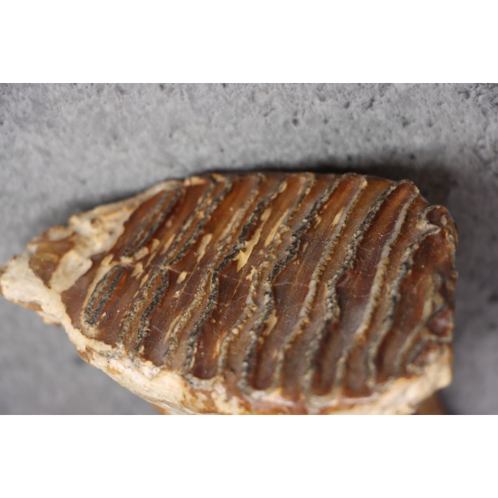 MAMMOTH TOOTH:  Mammuthus primigenius -  Pléistocène - North sea