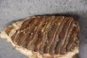DENT DE MAMMOUTH:  Mammuthus primigenius - Pléistocène   Mer du Nord