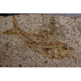 DAPALIS MACRURUS - oligocène de Provence - FRANCE