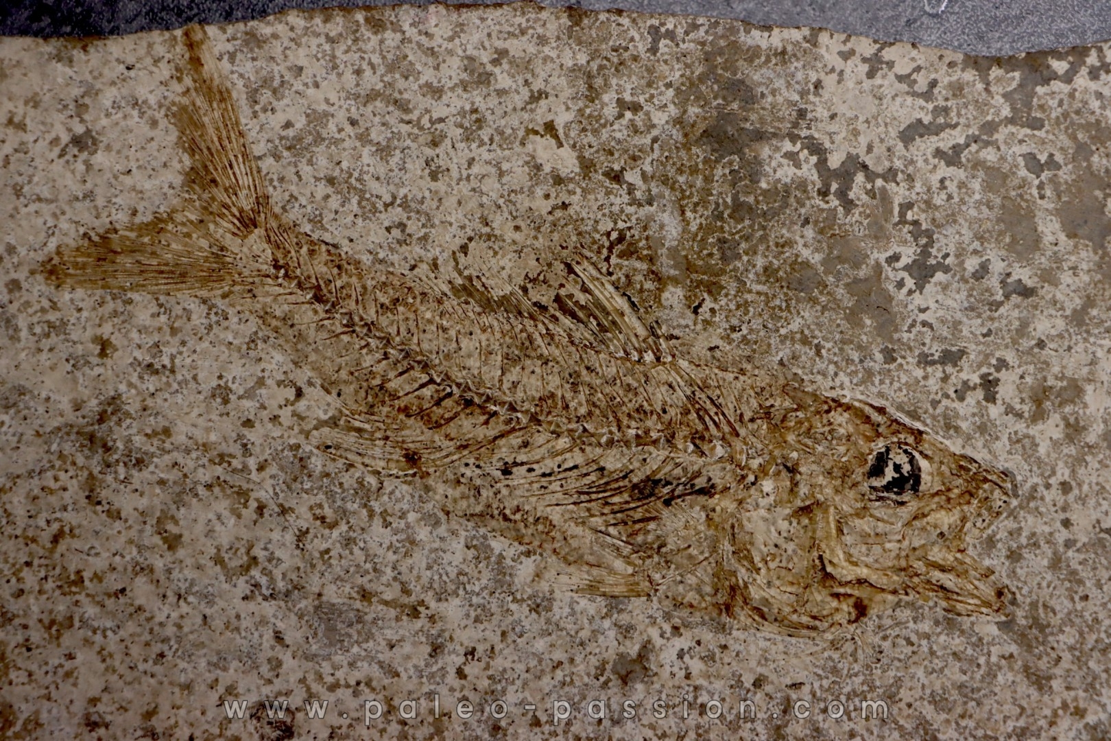 DAPALIS MACRURUS - oligocène de Provence - FRANCE