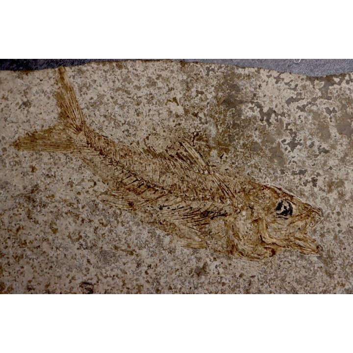 DAPALIS MACRURUS - stampian - Provence - France