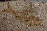 DAPALIS MACRURUS - stampian - Provence - France