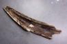 MAMMOTH TUSK:  Mammuthus primigenius - Pléistocène  -  Alaska, USA