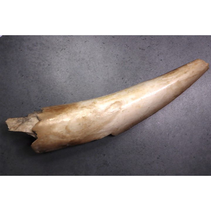 MAMMOTH TUSK:  Mammuthus primigenius - Pléistocène  -  Alaska, USA