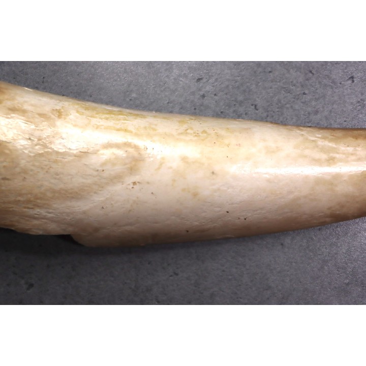MAMMOTH TUSK:  Mammuthus primigenius - Pléistocène  -  Alaska, USA