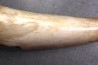 MAMMOTH TUSK:  Mammuthus primigenius - Pléistocène  -  Alaska, USA