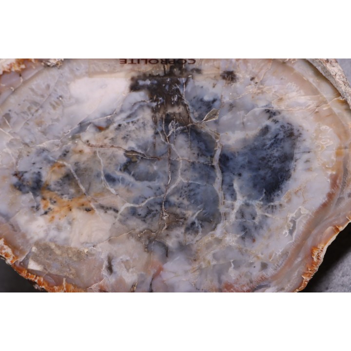dinosaur coprolithe - jurassic - Morrison Formation