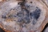 dinosaur coprolithe - jurassic - Morrison Formation