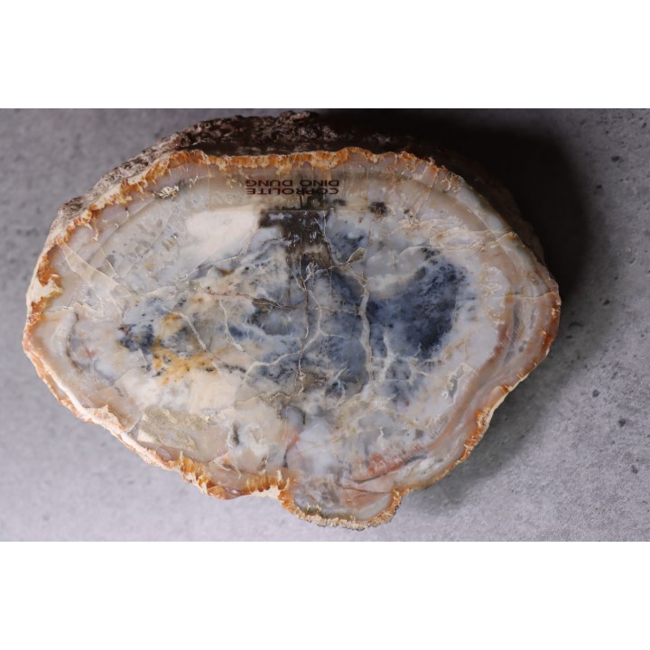 coprolithe de dinosaure - jurassique - Morrison Formation