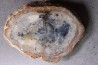 dinosaur coprolithe - jurassic - Morrison Formation