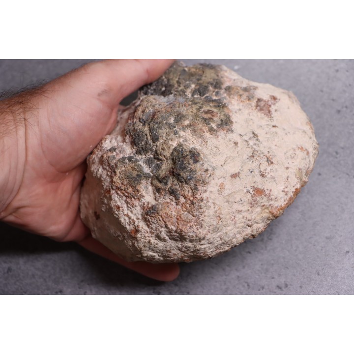 dinosaur coprolithe - jurassic - Morrison Formation