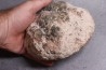 dinosaur coprolithe - jurassic - Morrison Formation