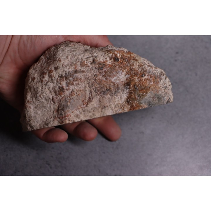 coprolithe de dinosaure - jurassique - Morrison Formation