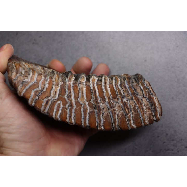 DENT DE MAMMOUTH:  Mammuthus primigenius - Pléistocène   Mer du Nord