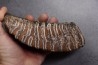 MAMMOTH TOOTH:  Mammuthus primigenius -  Pléistocène - North sea