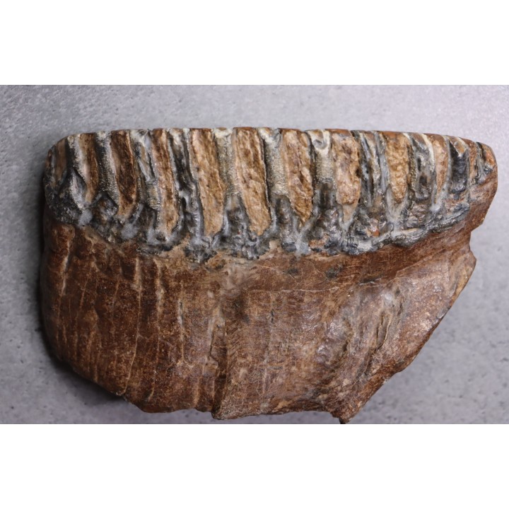 MAMMOTH TOOTH:  Mammuthus primigenius -  Pléistocène - North sea