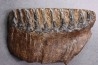 MAMMOTH TOOTH:  Mammuthus primigenius -  Pléistocène - North sea