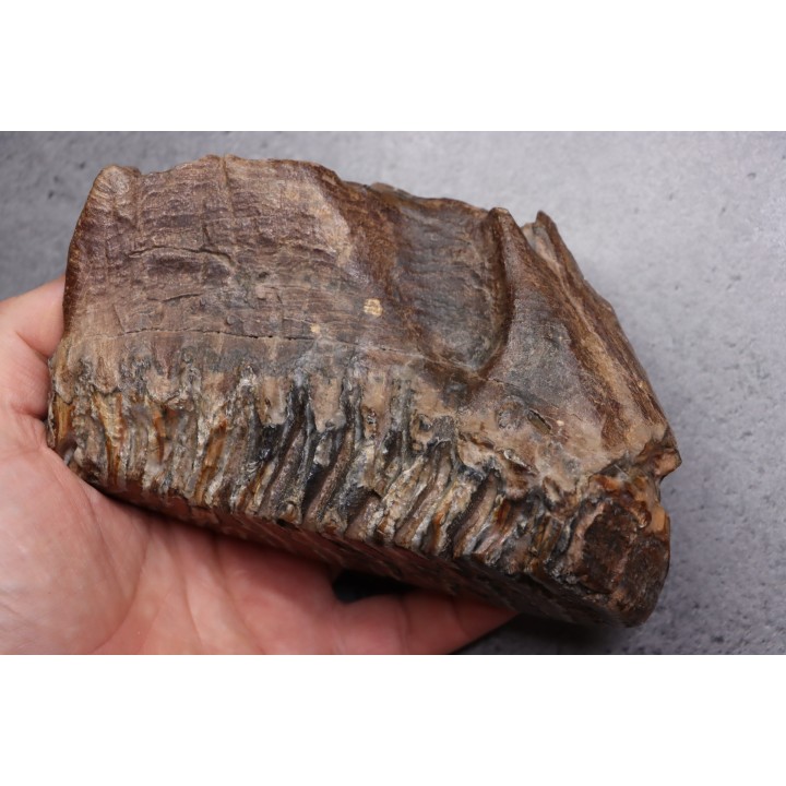 MAMMOTH TOOTH:  Mammuthus primigenius -  Pléistocène - North sea