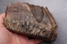 DENT DE MAMMOUTH:  Mammuthus primigenius - Pléistocène   Mer du Nord